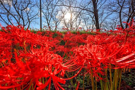 彼岸花開花|彼岸花の名所42選！有名な群生地や各地の隠れスポッ。